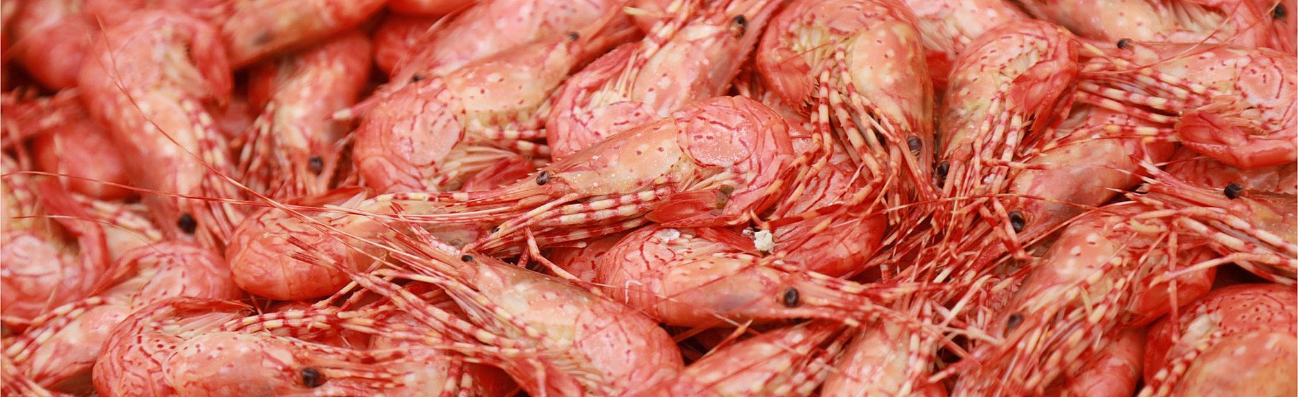 Fresh-Caught Shrimp